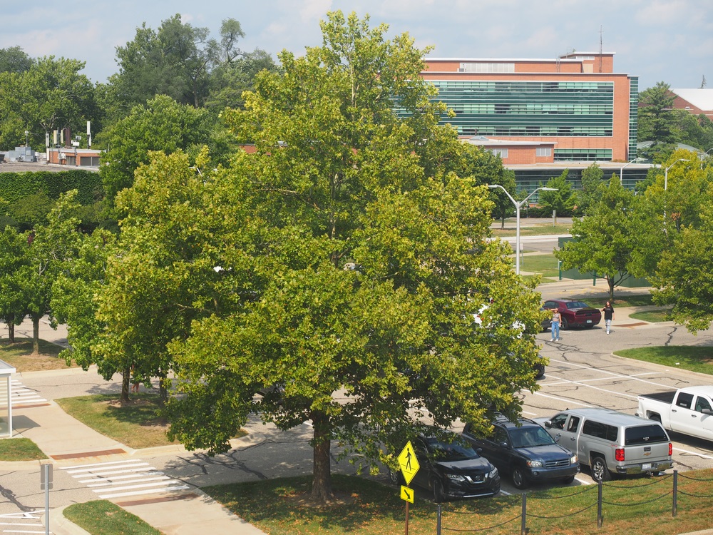 Capstone Experience Photo